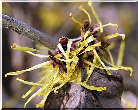 Hamamelis mollis 94-395-A