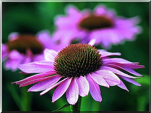 Echinacea purpurea - red coneflower, flowering plant.