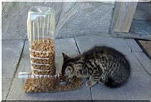 Re-use of plastic bottles as feed containers