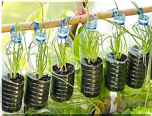 Re-use of plastic bottles as hanging baskets