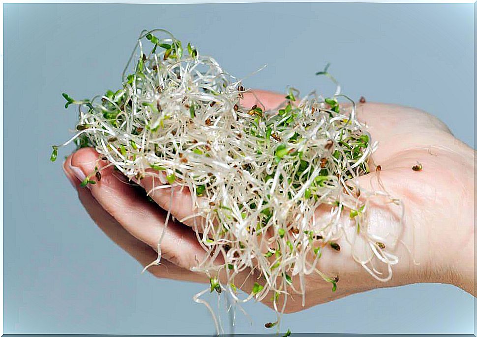 Germs and sprouts - harmful foods