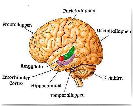 cognitive changes in the brain