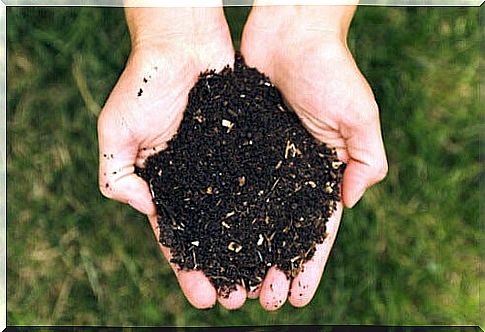 5 ecological fertilizers to feed your plants