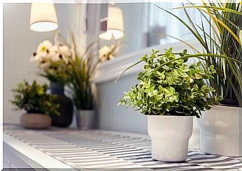 9 tips for caring for your potted plants