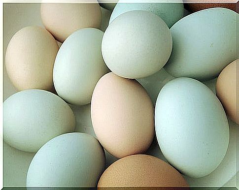 eggs