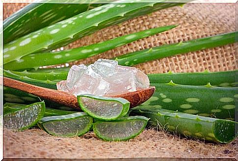 Aloe vera in hair care