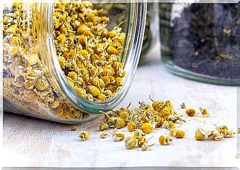 chamomile