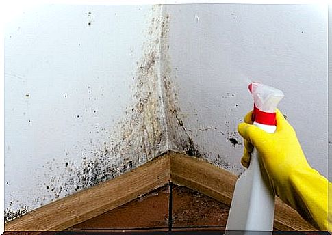 Prevent mold in the house