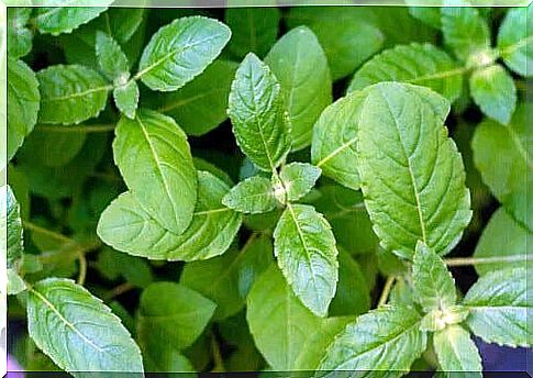 Freeze basil and store it all year round