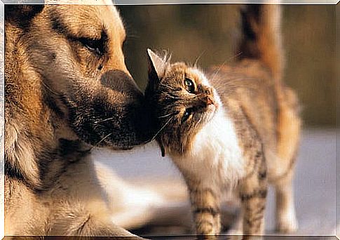 Cat caresses dog