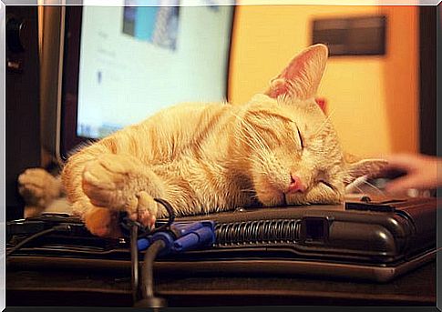 Cat sleeps on laptop