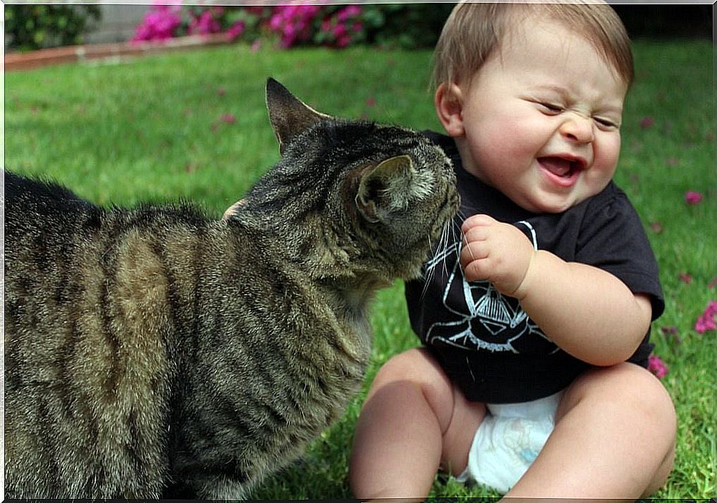 Cat and baby