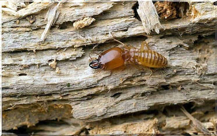 Fight termites