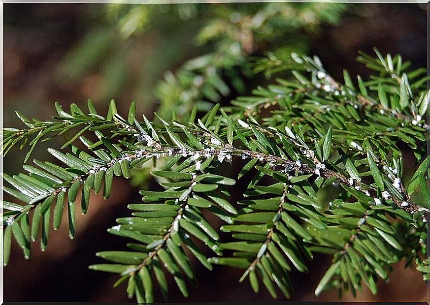 How to get rid of white flies on indoor plants with vinegar