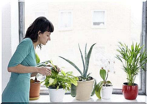 Woman combats pests on house plants