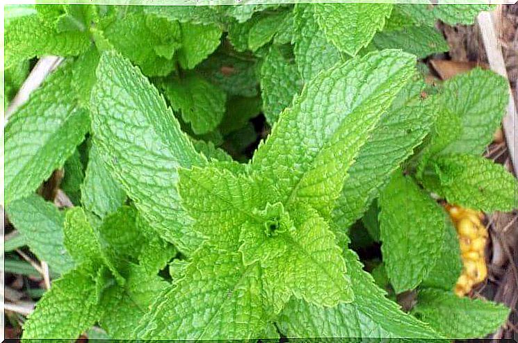 Mint helps against stye on the eyes