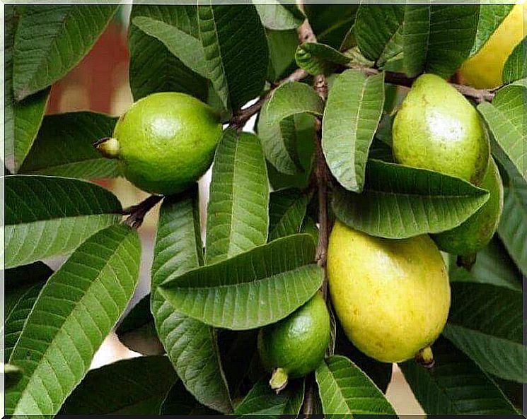 Guava helps against stye on the eye