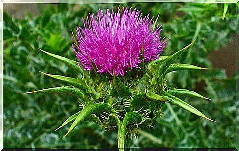 Milk thistle to protect the liver