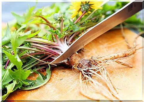 Dandelion root to protect the liver