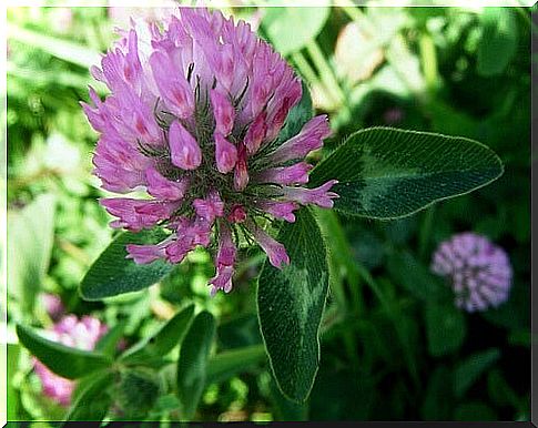 Red clover