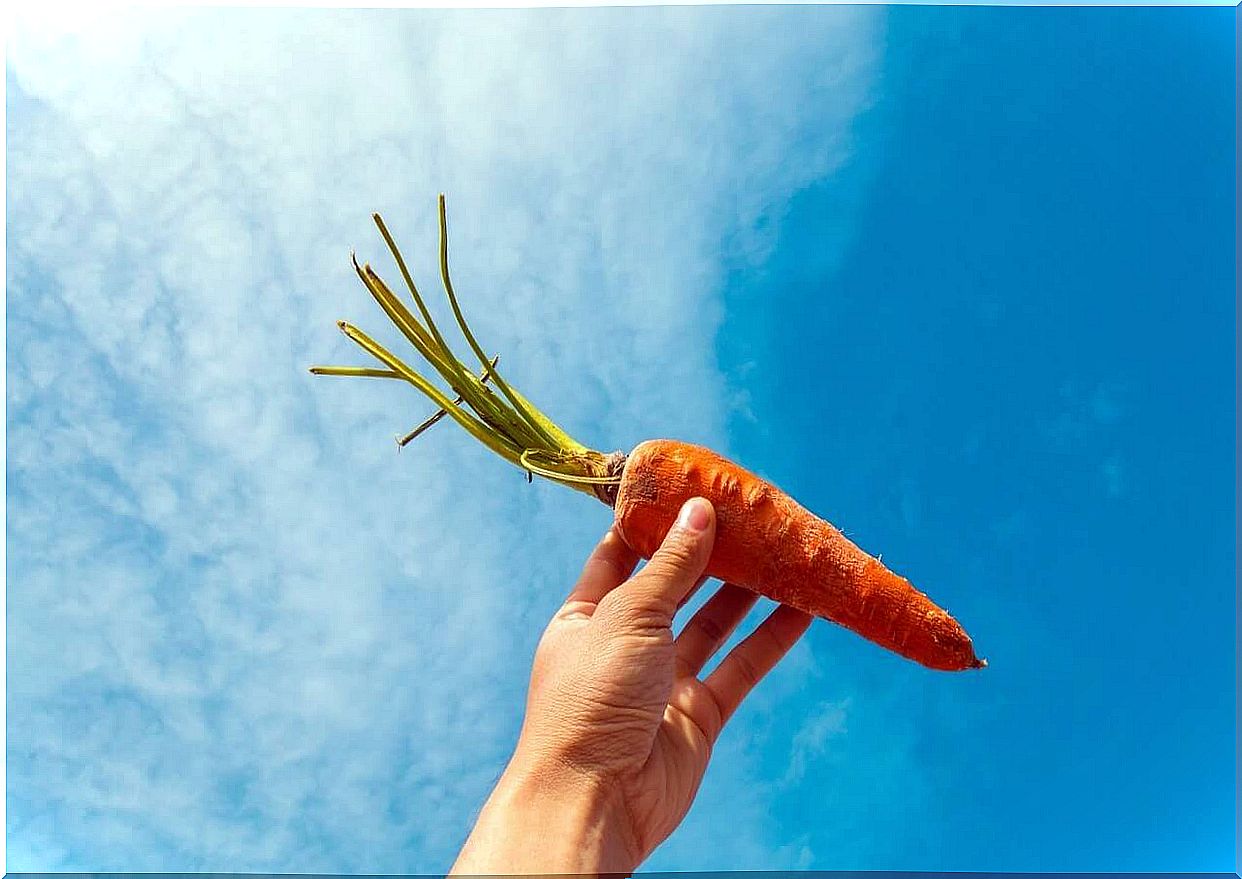 Hand carrot